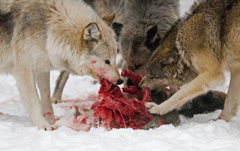 What Do Wolves Eat? – A Look at Their Carnivorous Diet