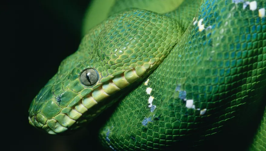 Exploring the Habitat of the Emerald Tree Boa (Corallus caninus)