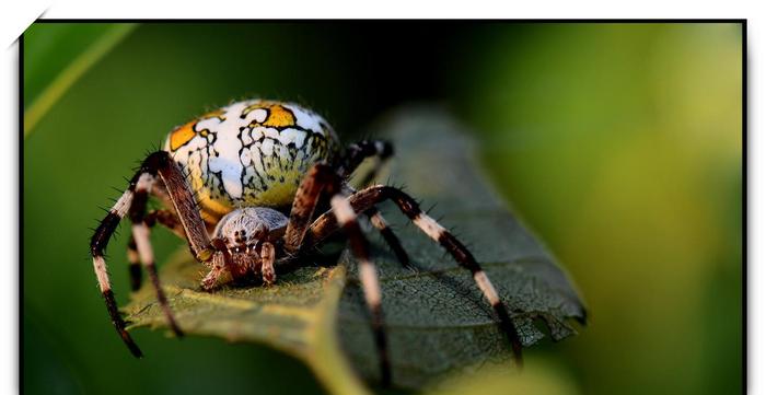 Discover the Arizona Sun Spider: A Unique Desert Arachnid