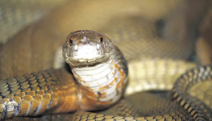 Discovering the Snakes of Egypt: From Mythology to Modern Day