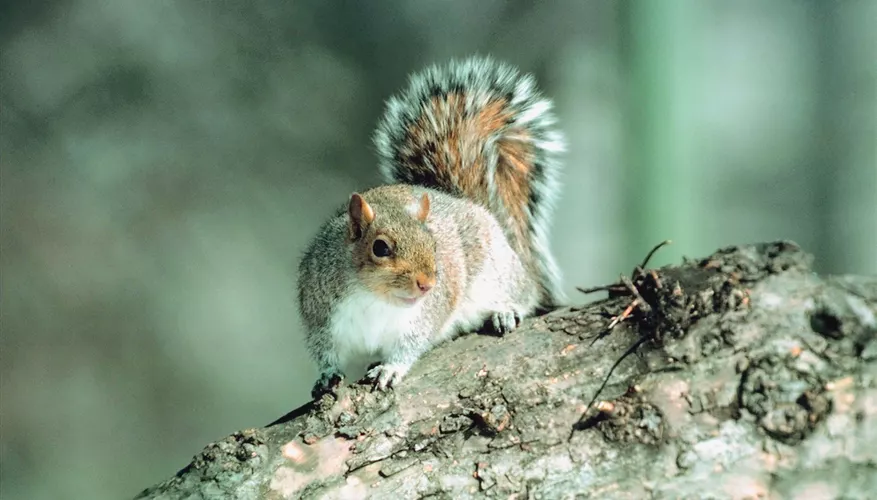 Grey Squirrels: Understanding Their Lifespan and Environmental Adaptability