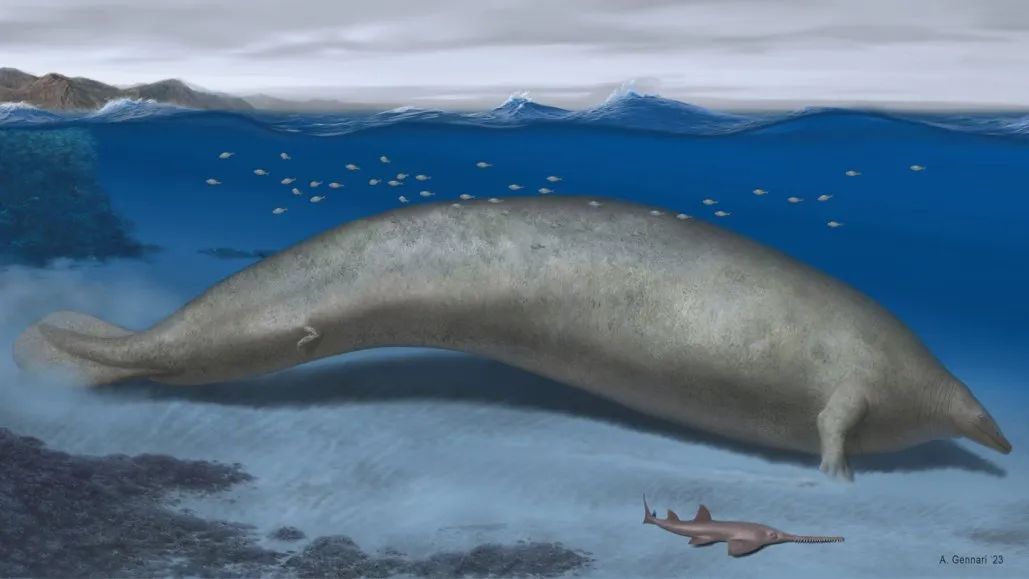 An animal larger than a blue whale weighs as much as eight mid-sized passenger planes