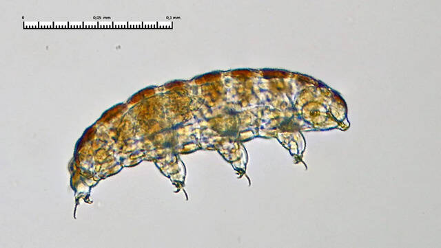 Top 10 rarest creatures in the world