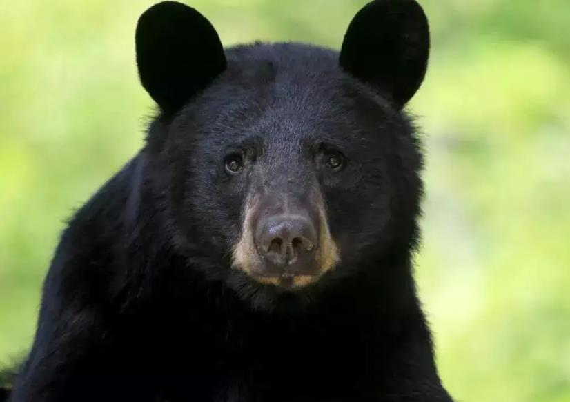 black bear