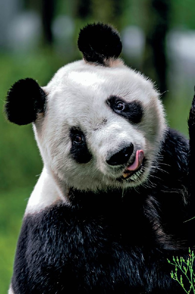 giant panda