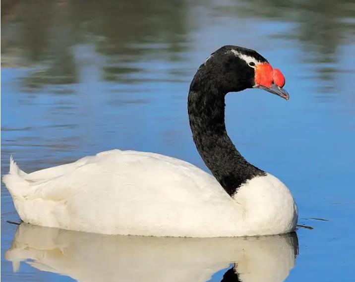 black-necked swan