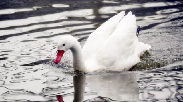 flat-billed swan