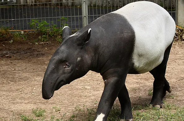 Tapirus indicus