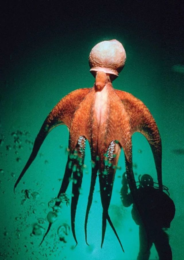 Enteroctopus dofleini