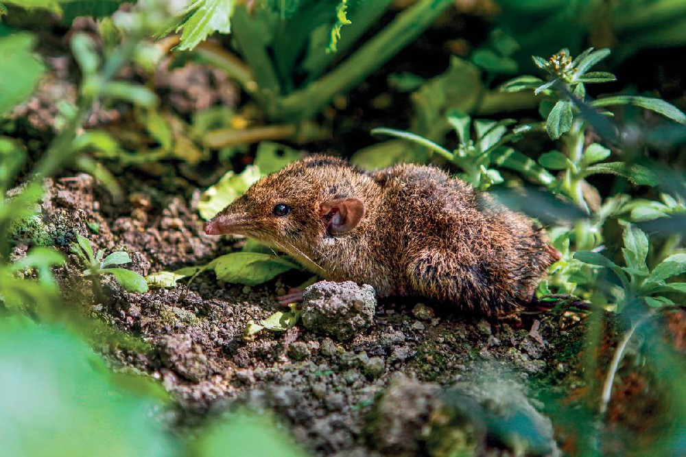 Neohylomys hainanensis