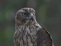 Accipiter gentilis