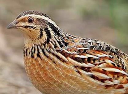 Coturnix japonica