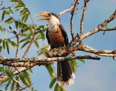 Austen's Brown Hornbill