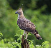 Nisaetus nipalensis