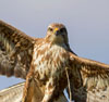 Buteo buteo