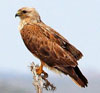 Buteo rufinus