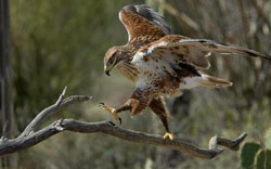 Encyclopedia of 26 species of buzzards in the world. How many do you know?