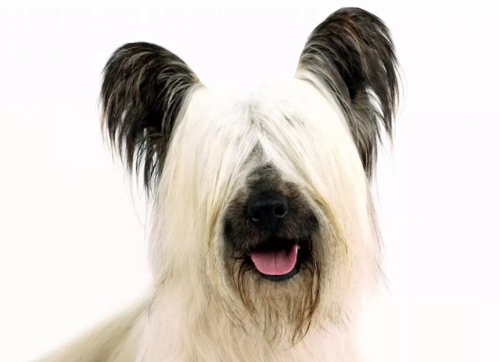 Skye Terrier