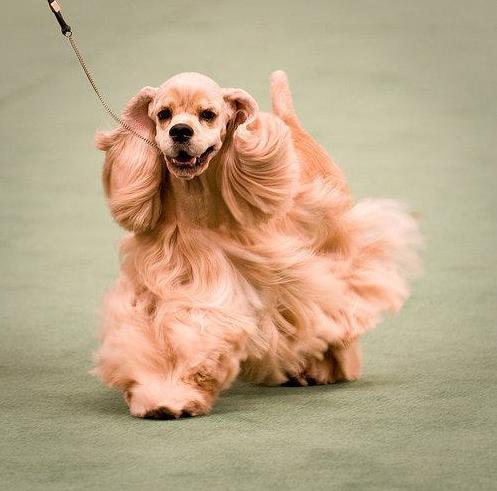 American Cocker Spaniel