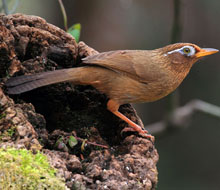 Garrulax canorus