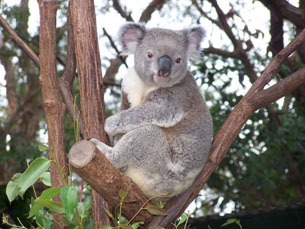 Australia’s cute little animals