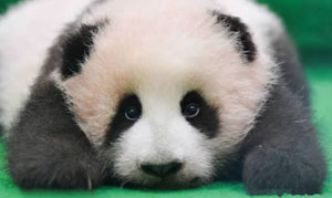 Malaysia wants to apply for a return because it can’t afford the panda’s “food expenses”