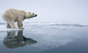 Why polar bears don’t live in Antarctica