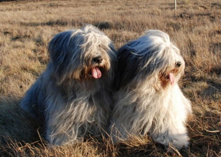 波兰低地牧羊犬