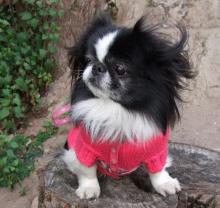 Japanese Chin