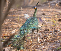 Pavo muticus