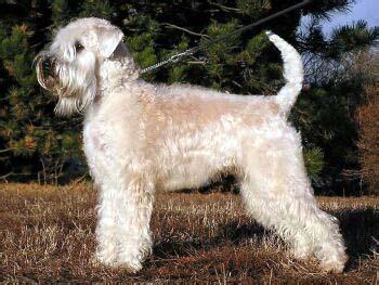 Soft-coated WheatenTerrier