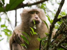 Macaca assamensis