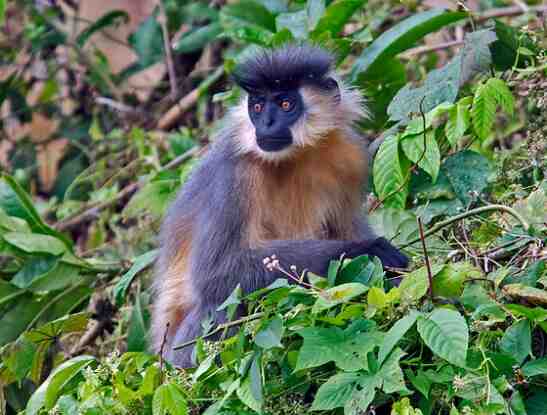 Trachypithecus pileatus