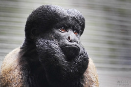 Black-beared saki