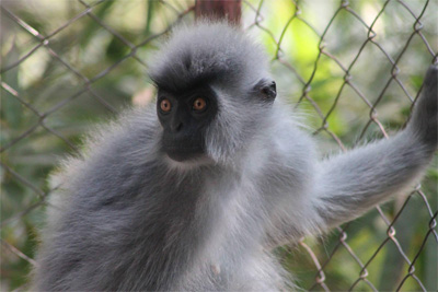 Shortridge’s Langur