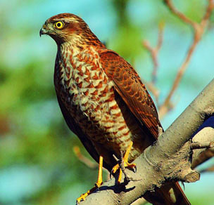 Accipiter nisus