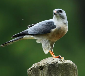 Accipiter soloensis