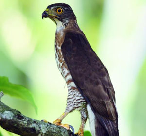 Accipiter trivirgatus