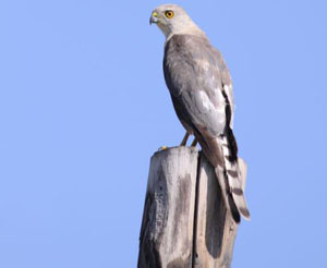 Accipiter badius