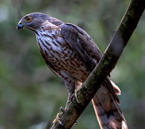 Accipiter virgatus