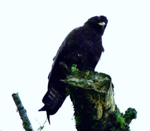 Ictinaetus malayensis