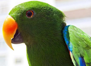 Eclectus roratus