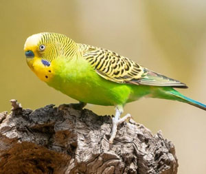 Melopsittacus undulatus