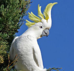 Sulphur-crested Cockatoo