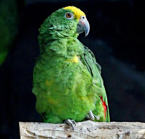 Amazona ochrocephala