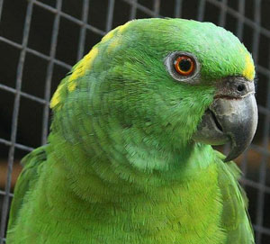 Amazona auropalliata