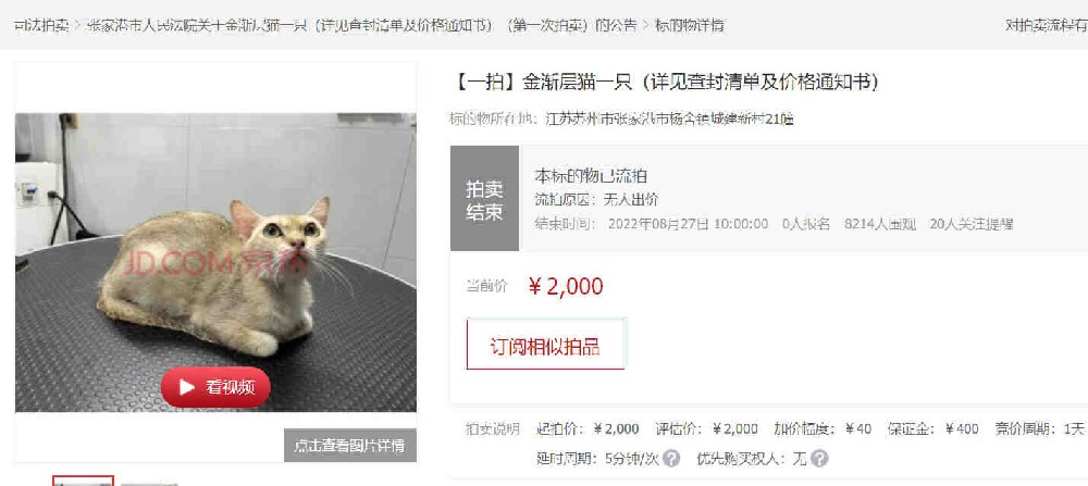 The owner was in debt and the kittens were forced to sell themselves: A man in Jiangsu had his pet c