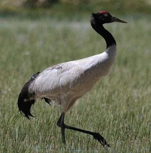 Grus nigricollis