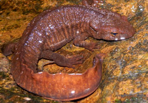 Paramesotriton hongkongensis