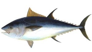 Tuna